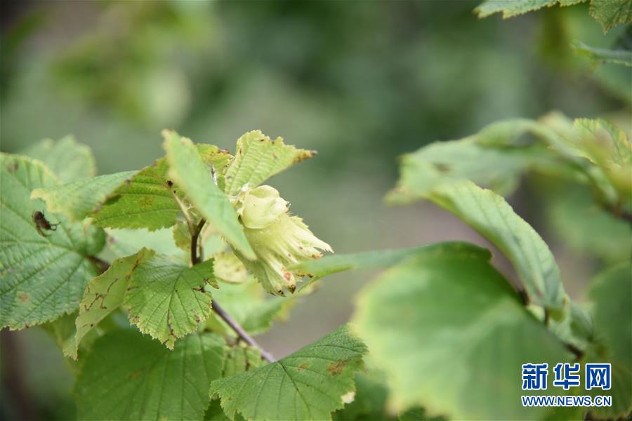 （決戰(zhàn)決勝脫貧攻堅(jiān)&middot;圖文互動(dòng)）（2）榛子樹結(jié)出&ldquo;扶貧果&rdquo;