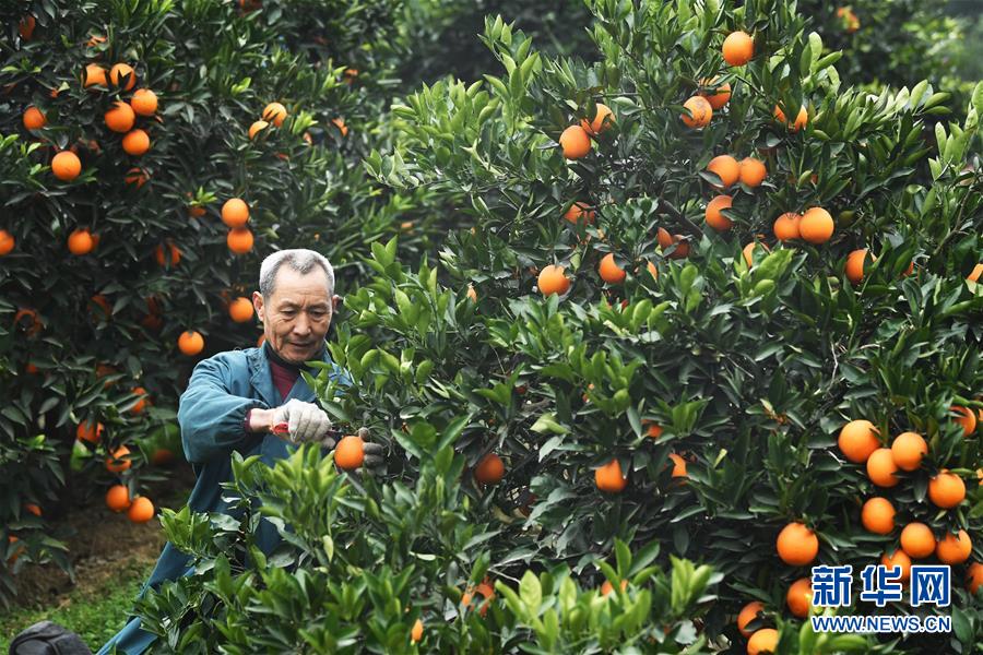 （新華全媒頭條&middot;走向我們的小康生活&middot;圖文互動）（9）大城大鄉(xiāng)的&ldquo;幸福協(xié)奏曲&rdquo;&mdash;&mdash;重慶推動高質(zhì)量發(fā)展創(chuàng)造高品質(zhì)生活紀事