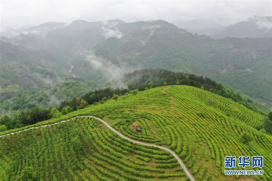 （走向我們的小康生活&middot;圖文互動(dòng)）（8）綠了青山，紅了日子&mdash;&mdash;秦巴山區(qū)群眾繪出小康&ldquo;調(diào)色板&rdquo;