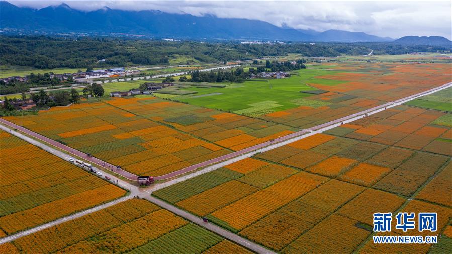 （圖文互動）（1）幸福花開&mdash;&mdash;高黎貢山下&ldquo;萬畝花海&rdquo;帶富美麗鄉(xiāng)村