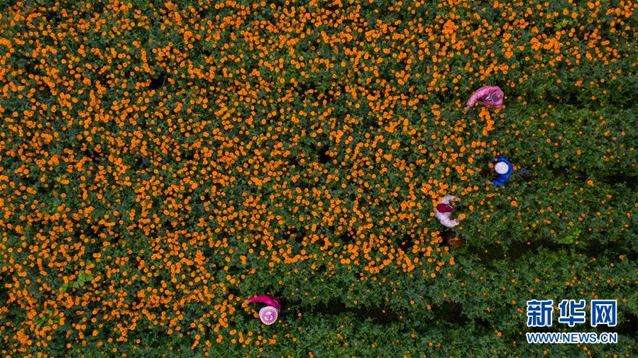 （圖文互動）（2）幸福花開&mdash;&mdash;高黎貢山下&ldquo;萬畝花海&rdquo;帶富美麗鄉(xiāng)村