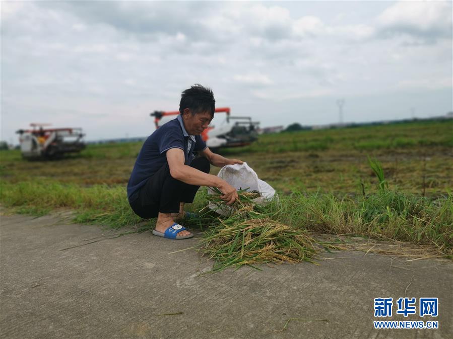 （新華視點(diǎn)&middot;聚焦餐桌外的浪費(fèi)&middot;圖文互動(dòng)）（1）顆粒歸倉為何難實(shí)現(xiàn)？我國糧食收割環(huán)節(jié)損失驚人
