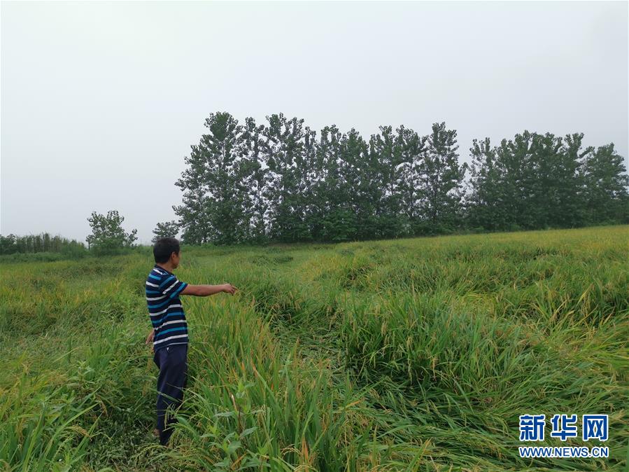 （新華視點(diǎn)&middot;聚焦餐桌外的浪費(fèi)&middot;圖文互動(dòng)）（2）顆粒歸倉為何難實(shí)現(xiàn)？我國糧食收割環(huán)節(jié)損失驚人