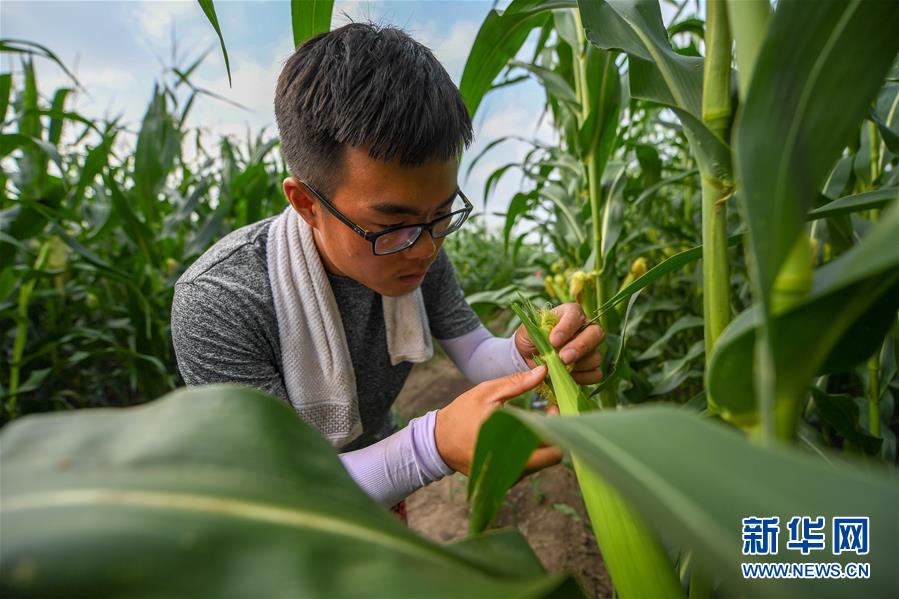 （新華全媒頭條&middot;圖文互動）（7）為現(xiàn)代農(nóng)業(yè)探新路&mdash;&mdash;來自吉林梨樹的田野報告