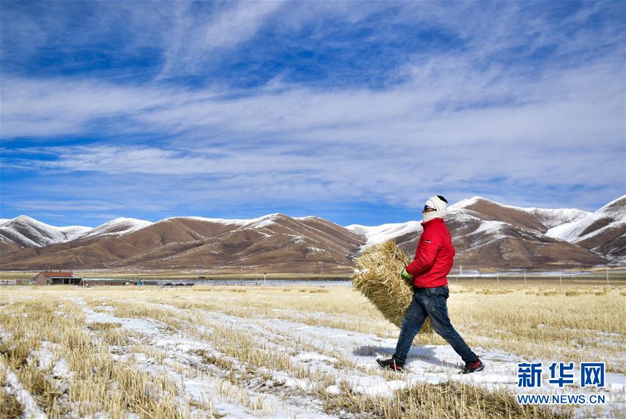 （新華全媒頭條&middot;走向我們的小康生活&middot;圖文互動(dòng)）（8）綠色繪就三江源&mdash;&mdash;來自青海脫貧奔小康一線的蹲點(diǎn)報(bào)告