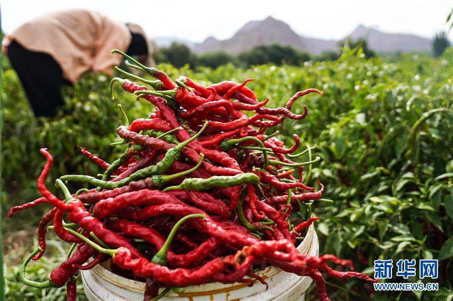 （走向我們的小康生活&middot;決戰(zhàn)決勝脫貧攻堅(jiān)&middot;圖文互動(dòng)）（8）甘青交界處的跨越&mdash;&mdash;保安族、撒拉族的脫貧故事 