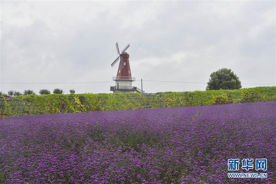 （新華全媒頭條&middot;走向我們的小康生活&middot;圖文互動）（6）黑土地上是我家&mdash;&mdash;在吉林，一瞥中國東北鄉(xiāng)村美麗未來