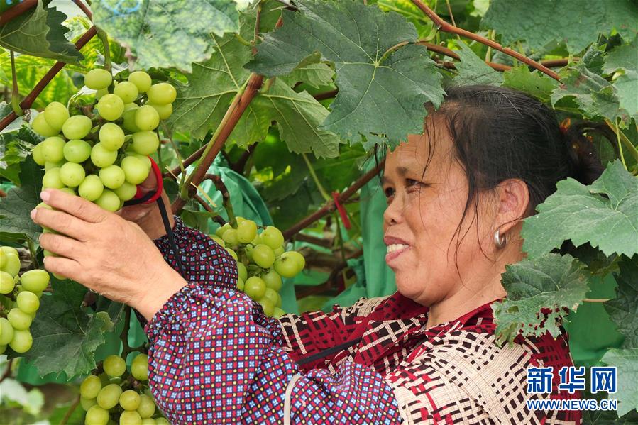 （決戰(zhàn)決勝脫貧攻堅&middot;圖文互動）（2）同飲一江水 攜手&ldquo;斬窮根&rdquo;&mdash;&mdash;深圳對口廣西河池、百色扶貧協(xié)作見聞