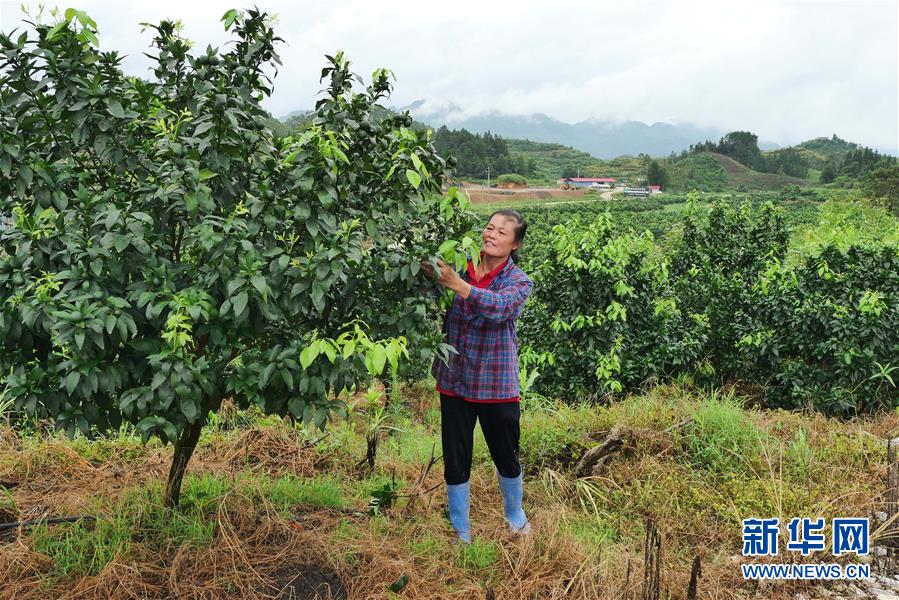 （決戰(zhàn)決勝脫貧攻堅&middot;圖文互動）（10）同飲一江水 攜手&ldquo;斬窮根&rdquo;&mdash;&mdash;深圳對口廣西河池、百色扶貧協(xié)作見聞