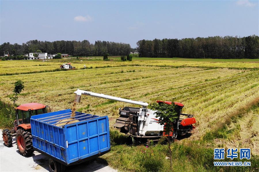 (新華全媒頭條·圖文互動(dòng))(9)天道酬勤的大地贊歌——寫在第三個(gè)中國(guó)農(nóng)民豐收節(jié)之際