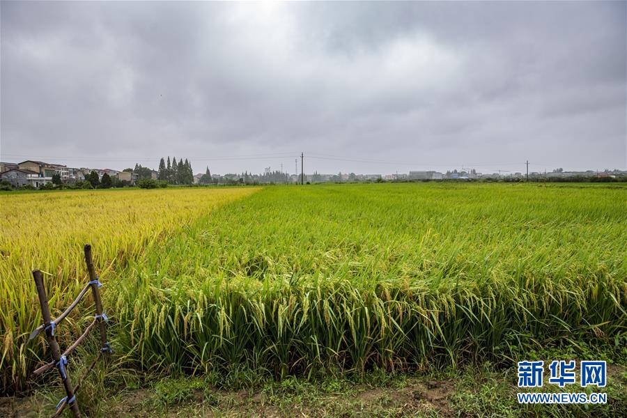 （中國農民豐收節(jié)&middot;圖文互動）（2）&ldquo;洞庭米王&rdquo;豐收心曲：粒粒辛苦方有&ldquo;一粥一飯&rdquo;