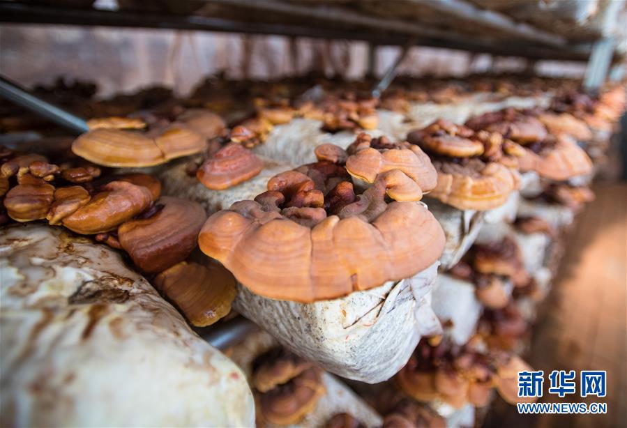 （新華全媒頭條&middot;走向我們的小康生活&middot;圖文互動(dòng)）（4）特殊之年，荊楚大地書(shū)寫(xiě)不平凡的答卷