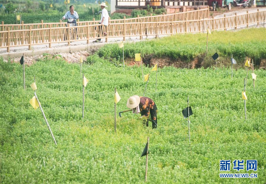 （新華全媒頭條&middot;走向我們的小康生活&middot;圖文互動(dòng)）（9）特殊之年，荊楚大地書(shū)寫(xiě)不平凡的答卷