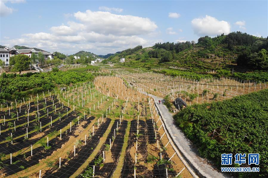 （集中連片特困地區(qū)貧困村調(diào)研行&middot;圖文互動）（1）百果園里幸福長&mdash;&mdash;湖南鳳凰縣菖蒲塘村脫貧調(diào)查
