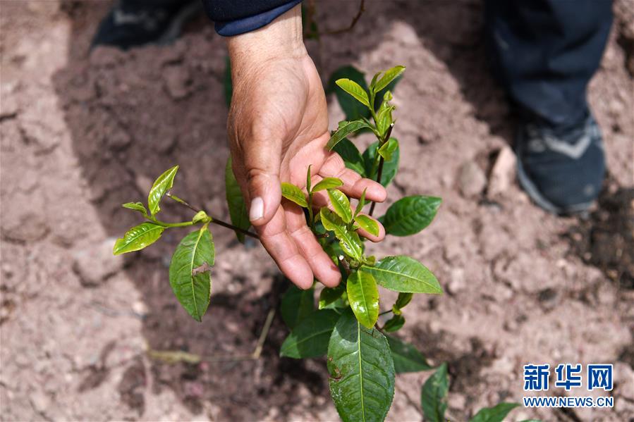 （西藏昌都解放70周年&middot;圖文互動(dòng)）（2）&ldquo;我有一個(gè)植樹夢&rdquo;&mdash;&mdash;扎西旺堆和他的&ldquo;綠色家園&rdquo;