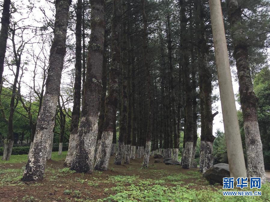 （熱點(diǎn)鮮報(bào)&middot;圖文互動(dòng)）（4）善洲精神永相傳：留下一片綠洲 造福家鄉(xiāng)百姓