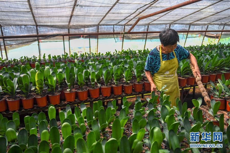 （決戰(zhàn)決勝脫貧攻堅(jiān)&middot;圖文互動(dòng)）（3）君子蘭在脫貧攻堅(jiān)戰(zhàn)場上&ldquo;綻放&rdquo;