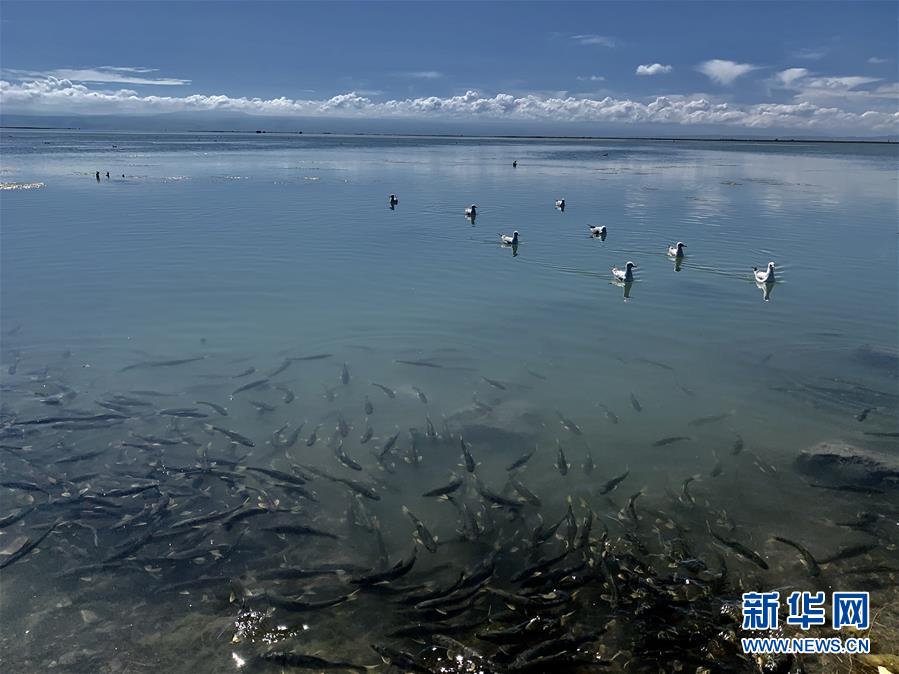 （新華全媒頭條&middot;圖文互動(dòng)）（4）大湖見(jiàn)證 &mdash;&mdash;持續(xù)保護(hù)讓青海湖生態(tài)華麗&ldquo;蝶變&rdquo;