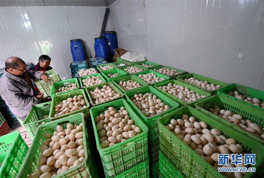 （決戰(zhàn)決勝脫貧攻堅(jiān)&middot;圖文互動(dòng)）（7）17代人追逐的夢(mèng)想實(shí)現(xiàn)了&mdash;&mdash;記冀南平原劉秋口村變遷 