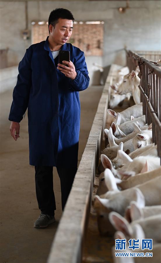 (五中全會精神在基層·圖文互動)(4)大學(xué)生“羊倌”成了致富“領(lǐng)頭羊”