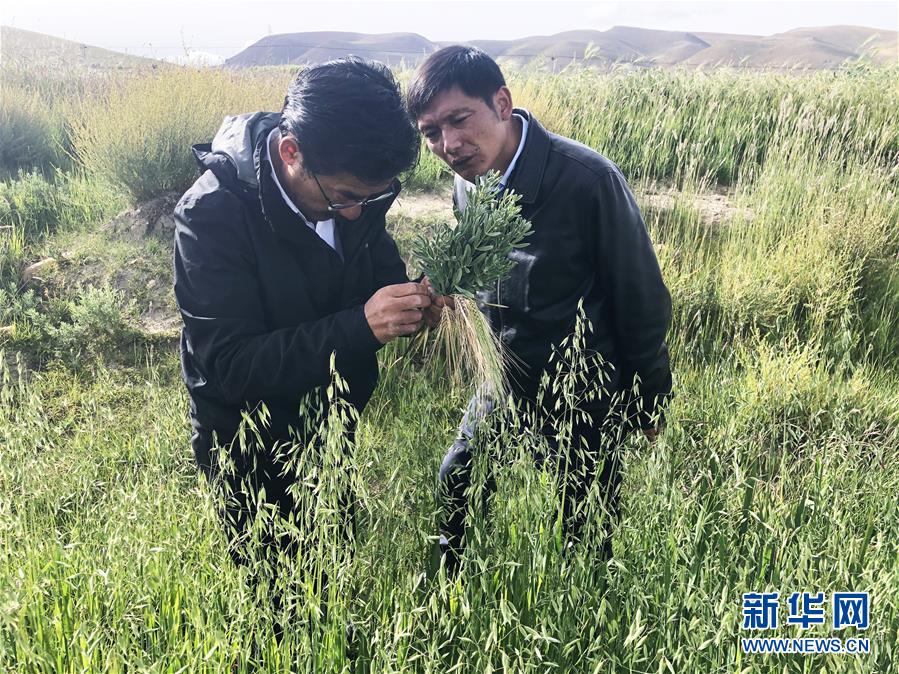 （新華全媒頭條&middot;圖文互動）（4）愿做高原一粒種 化作金穗撒人間&mdash;&mdash;追記我國青稞研究專家尼瑪扎西