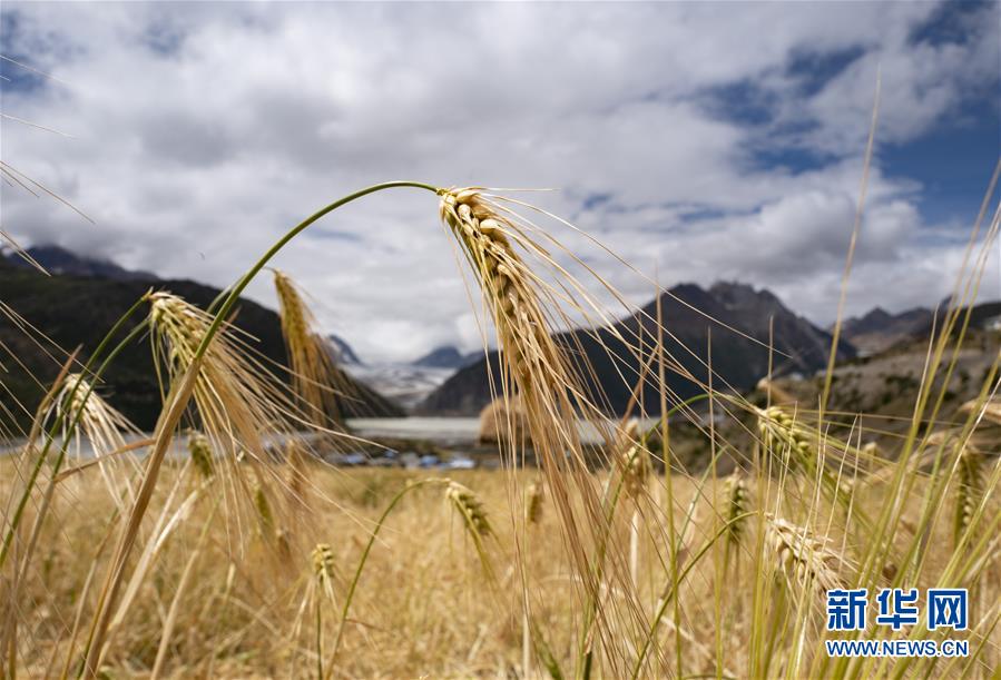 （新華全媒頭條&middot;圖文互動）（10）愿做高原一粒種 化作金穗撒人間&mdash;&mdash;追記我國青稞研究專家尼瑪扎西