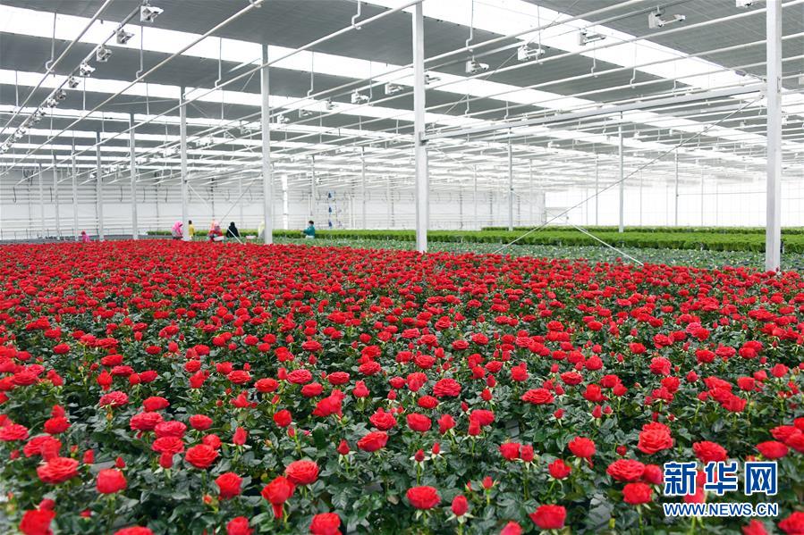 （五中全會(huì)精神在基層&middot;圖文互動(dòng)）（2）從黃土荒坡到萬畝良田&mdash;&mdash;蘭州新區(qū)現(xiàn)代農(nóng)業(yè)發(fā)展&ldquo;變奏曲&rdquo;