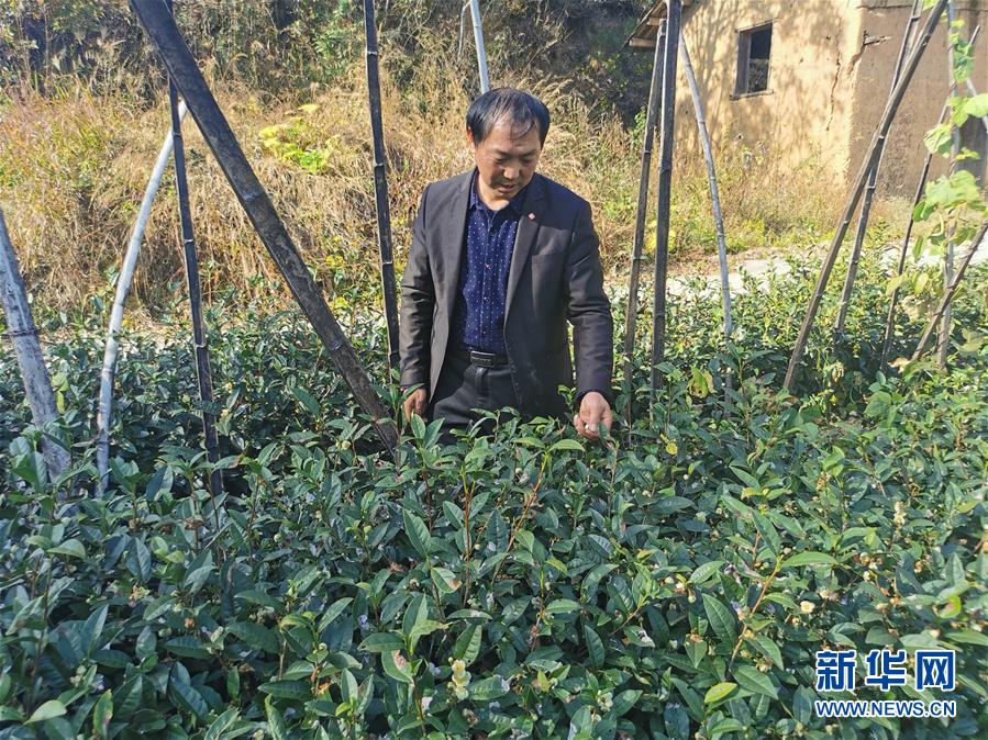 （決戰(zhàn)決勝脫貧攻堅&middot;圖文互動）（2）咬定&ldquo;茶&rdquo;山不放松&mdash;&mdash;安徽大別山區(qū)石佛村依靠茶產(chǎn)業(yè)脫貧致富見聞