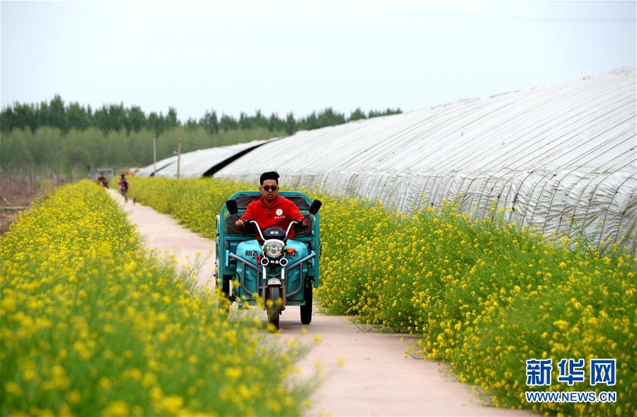 （在習(xí)近平新時(shí)代中國(guó)特色社會(huì)主義思想指引下&mdash;&mdash;新時(shí)代新作為新篇章&middot;總書(shū)記關(guān)心的百姓身邊事&middot;圖文互動(dòng)）（3）&ldquo;農(nóng)&rdquo;字頭照樣&ldquo;大&rdquo;作為&mdash;&mdash;豐收時(shí)節(jié)看涉農(nóng)高校人才在希望的田野