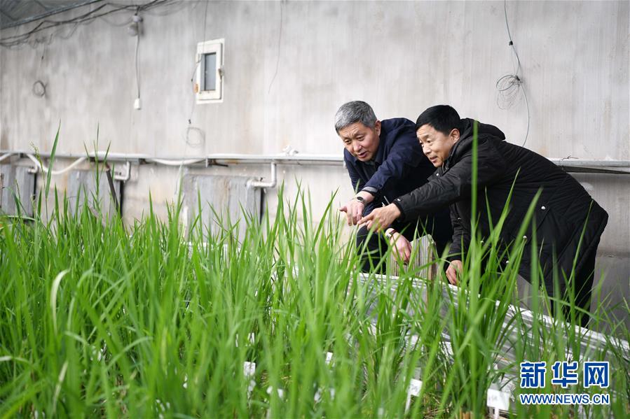 （在習近平新時代中國特色社會主義思想指引下&mdash;&mdash;新時代新作為新篇章&middot;習近平總書記關切事&middot;圖文互動）（4）讓農民挑上&ldquo;金扁擔&rdquo;&mdash;&mdash;農業(yè)現代化的生動實踐掃描