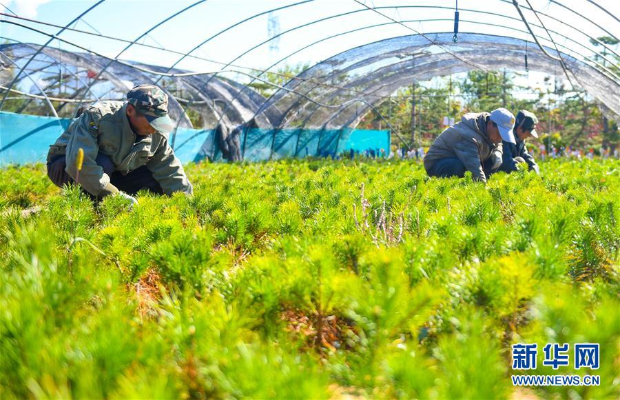 （在習(xí)近平新時代中國特色社會主義思想指引下&mdash;&mdash;新時代新作為新篇章&middot;習(xí)近平總書記關(guān)切事&middot;圖文互動）（8）綠意，在黃沙中鋪展&mdash;&mdash;我國防沙治沙紀(jì)實(shí)