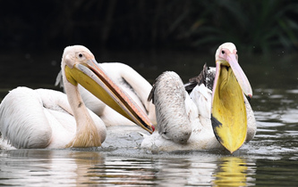 白鵜鶘&ldquo;作客&rdquo;?？? />  
<div>白鵜鶘“作客”?？?/div>
</a>
<a href=