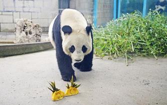 動(dòng)物園里的&ldquo;餃子&rdquo;大餐