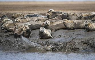 斑海豹洄游棲息遼河入?？? />  
<div>斑海豹洄游棲息遼河入?？?/div>
</a> 
</div>
<div   id=