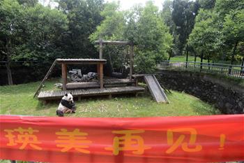 大熊貓&ldquo;瑛美&rdquo;告別揚州回家鄉(xiāng)四川