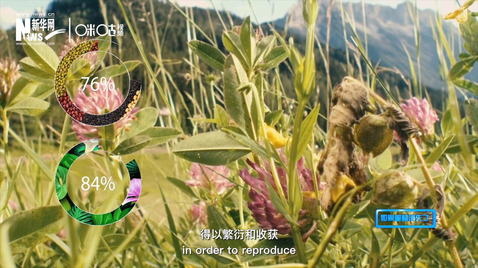 世界上百分之七十六的糧食作物和百分之八十四的植物，通過(guò)蜜蜂傳授花粉得以繁衍和收獲