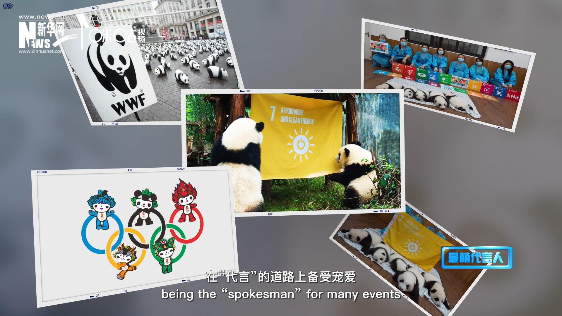 大熊貓在世界各地圈粉無數(shù)，在&ldquo;代言&rdquo;的道路上備受寵愛。
