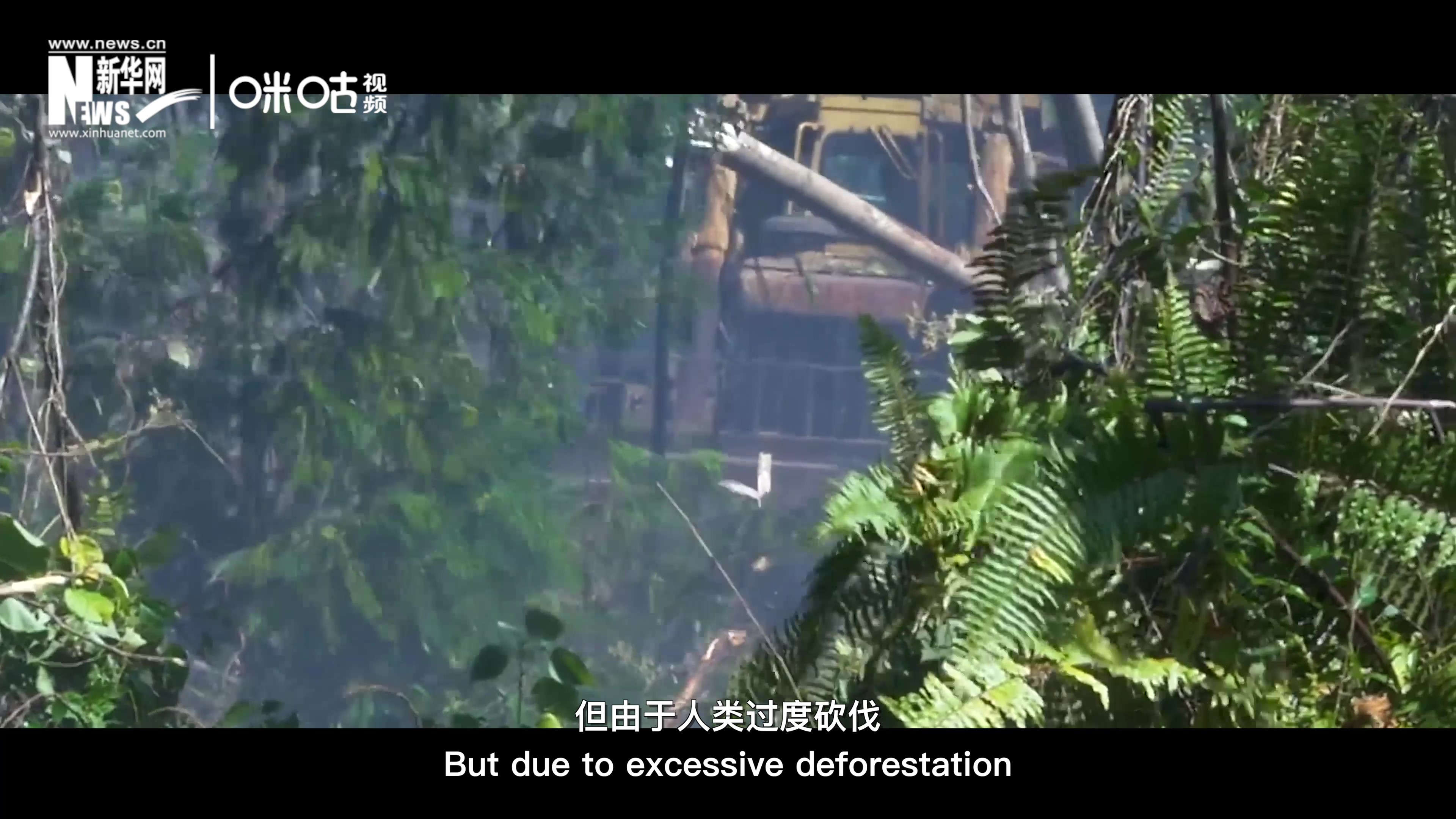 自1990年到現(xiàn)在，全球森林面積減少了1.78億公頃