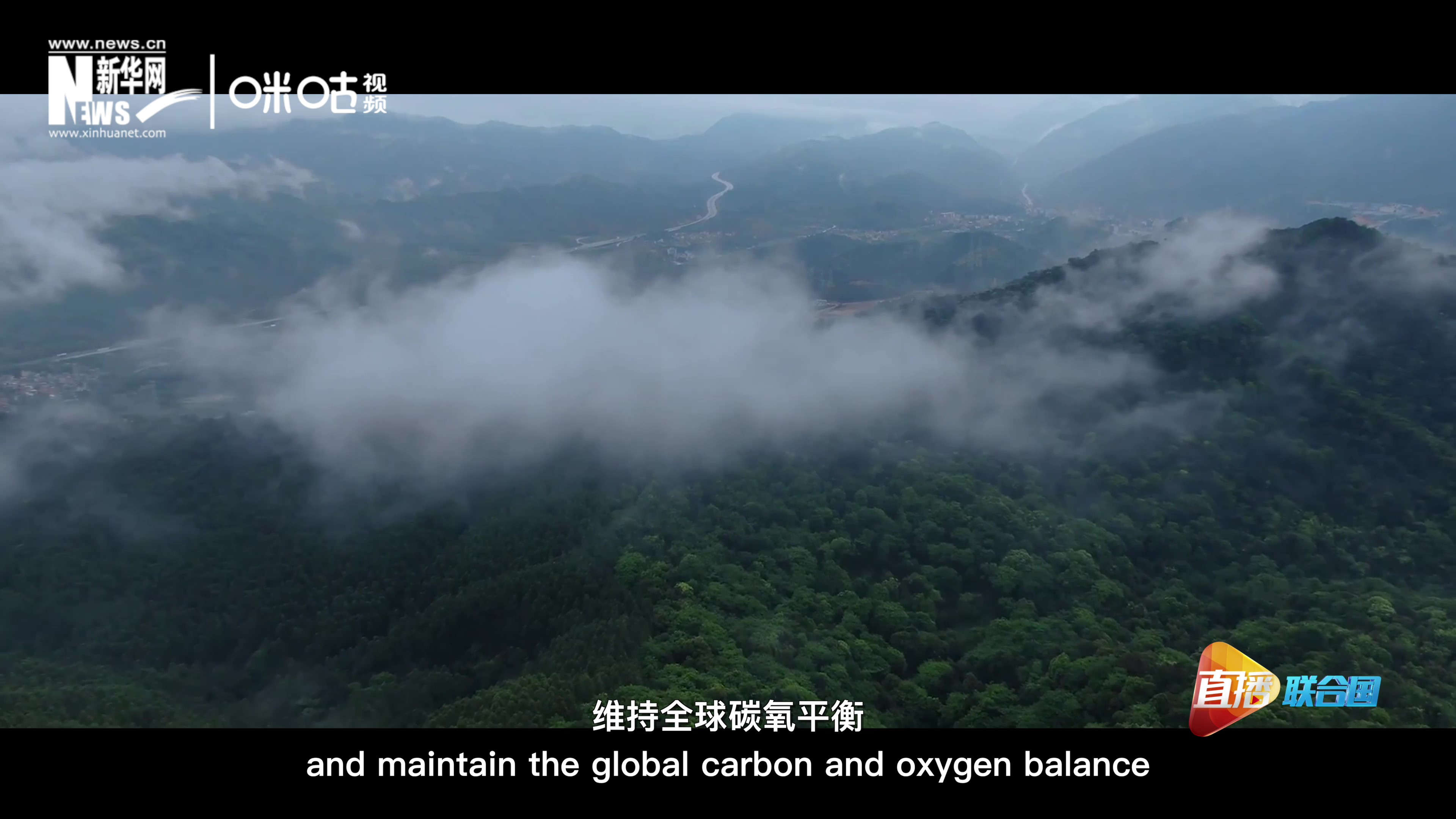 森林的碳匯可以協(xié)助減緩氣候變化，維持全球碳氧平衡