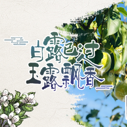 白露已過(guò)，玉露飄香