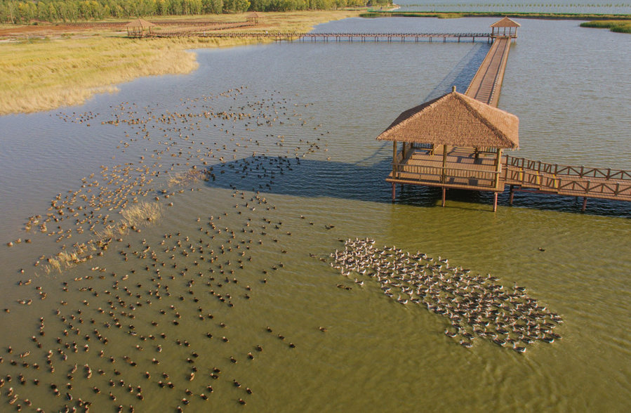 新華微評&middot;學習路上：生態(tài)興，百業(yè)旺