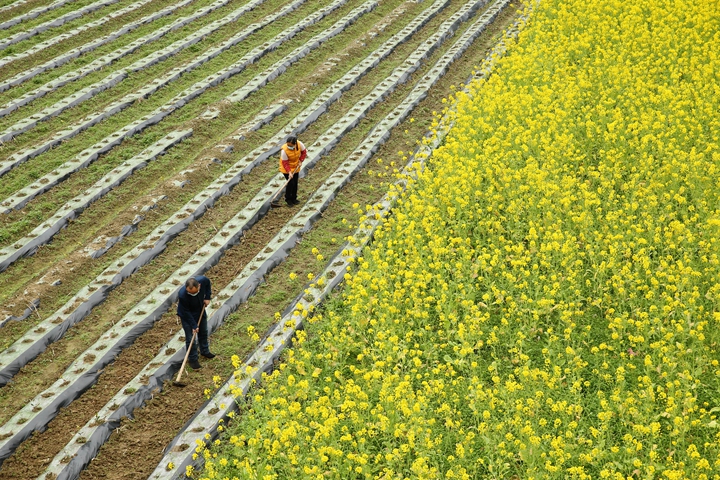 新華社評論員:防疫不誤農(nóng)時(shí)，固本首在&ldquo;三農(nóng)&rdquo;