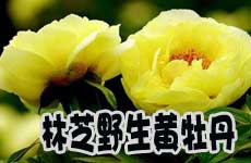 推薦地三:林芝