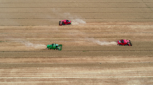 【&ldquo;飛閱&rdquo;中國(guó)】黃河兩岸，麥浪翻滾遍地金