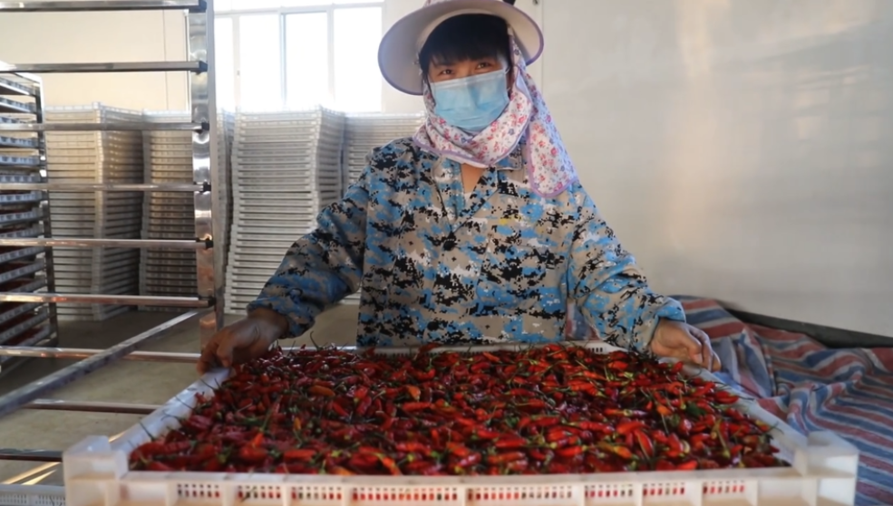 你怎么&ldquo;辣&rdquo;么好看！小辣椒映紅脫貧路