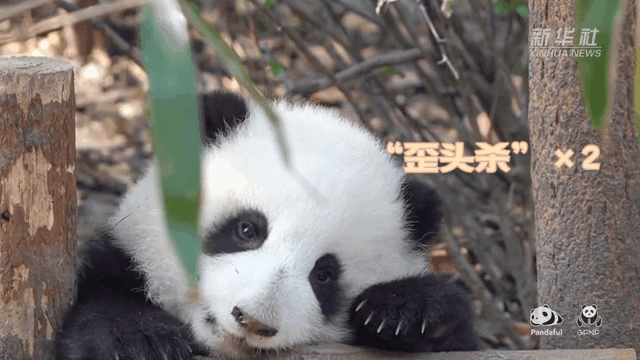 請注意，前方有滾滾發(fā)起近距離&ldquo;歪頭殺&rdquo;