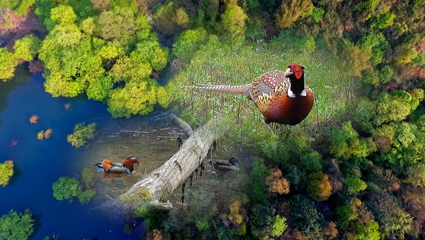 世界地球日丨神奇珍稀動(dòng)物在哪里？車八嶺國家級自然保護(hù)區(qū)走一波