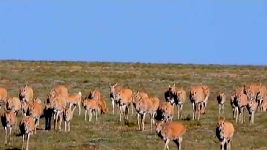 記者野外探訪小藏羚羊的&ldquo;回家之路&rdquo;