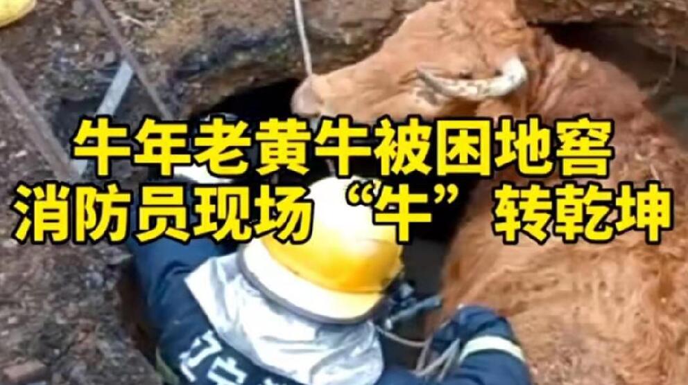 牛年老黃牛被困地窖，消防員現(xiàn)場&ldquo;牛&rdquo;轉(zhuǎn)乾坤！