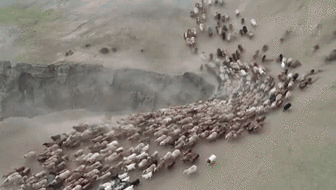 新疆福?？h43萬牲畜踏上夏季轉(zhuǎn)場路